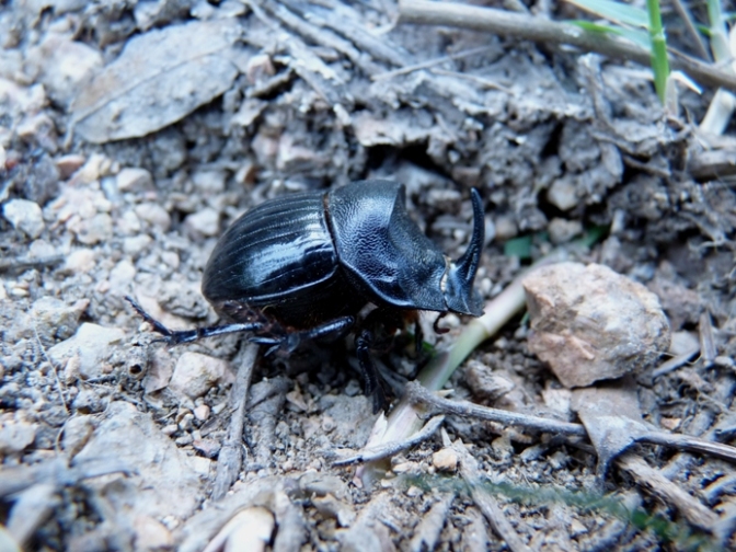 Copris hispanus